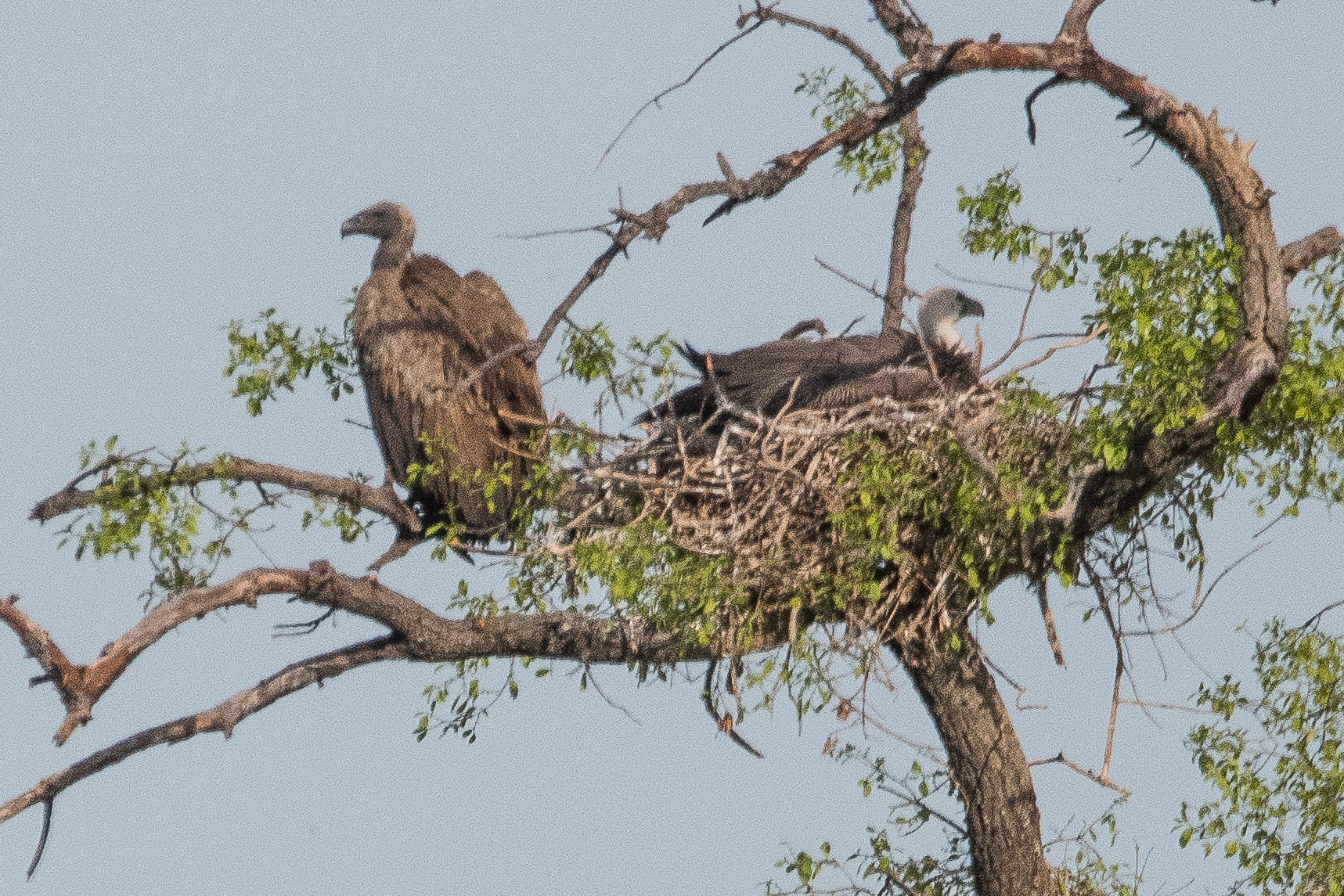 Vautours Africains (White-backed vulture, Gyps Africanus), gros plan sur un grand juvénile et un adulte sur et auprès d’un  nid, Chobe National Park, Botswana.
